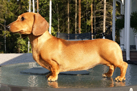 Urho