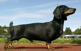Urho