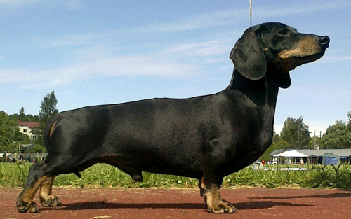 Urho