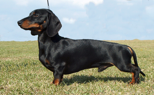 Urho