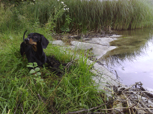 Urho